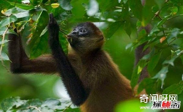 热带雨林有什么动物?盘点10种热带雨林的特有动物