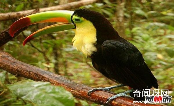 热带雨林有什么动物?盘点10种热带雨林的特有动物