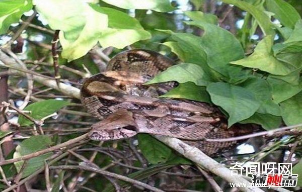 热带雨林有什么动物?盘点10种热带雨林的特有动物