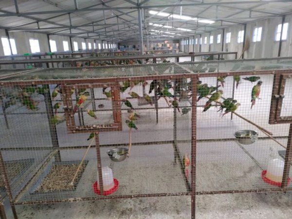 养殖宠物鹦鹉能赚钱啊