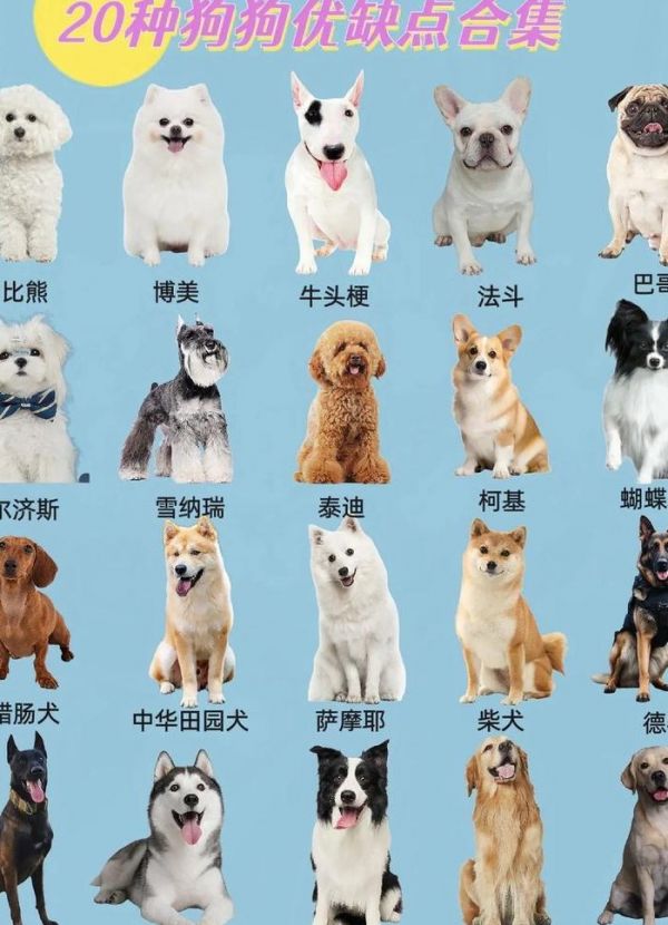 宠物狗品种大全（宠物狗品种大全 分类）
