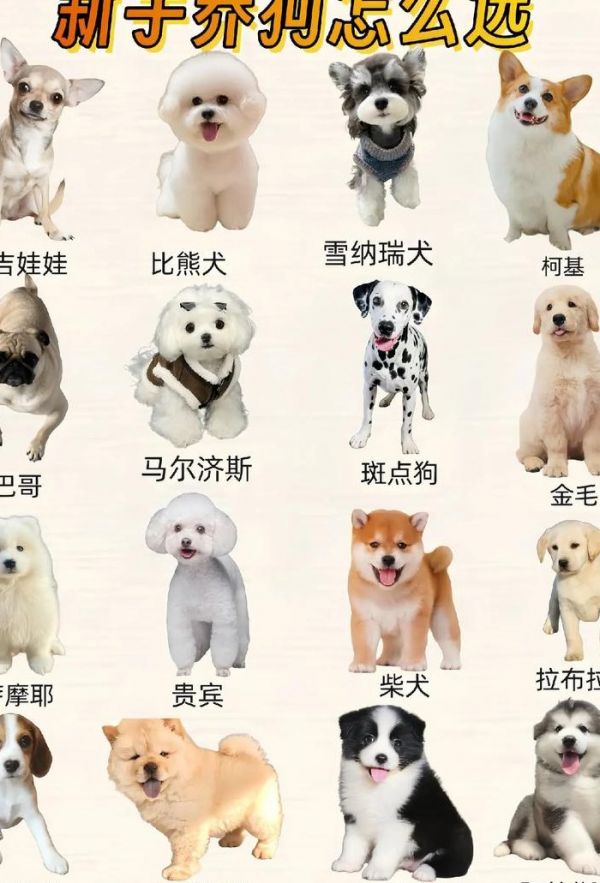 宠物狗品种大全（宠物狗品种大全 分类）