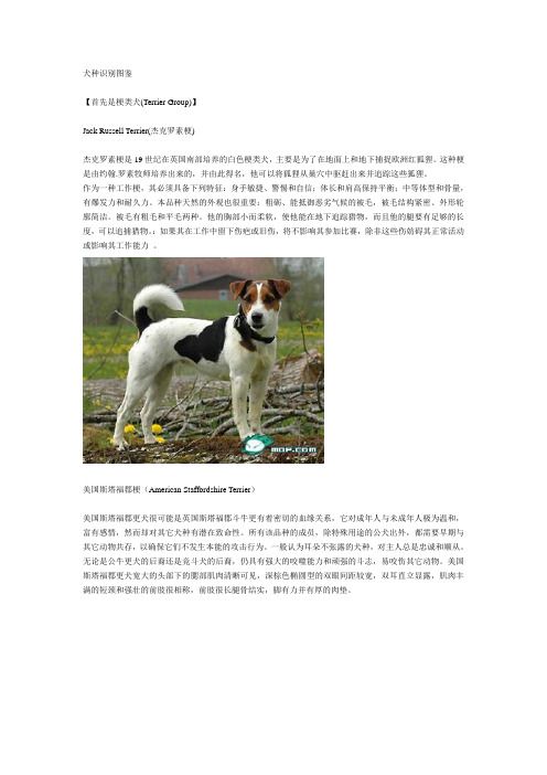 犬种识别图鉴