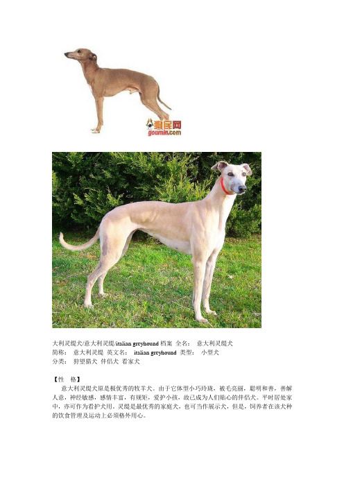 常见狗狗品种、照片和简单介绍(中)