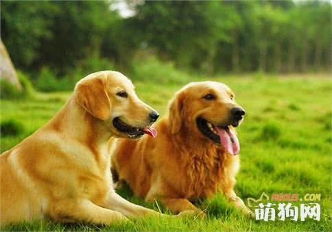 狗狗的品种怎么识别呢？
