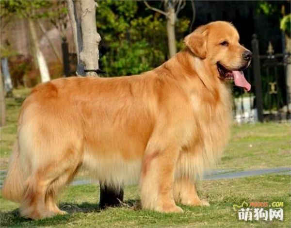 狗狗的品种怎么识别呢？