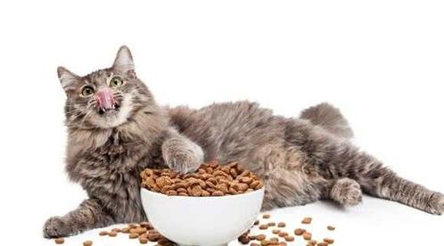 逐步替换猫粮，让猫咪习惯新食。