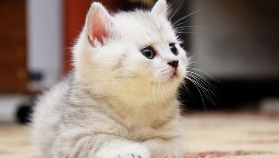养猫需要准备什么 养猫的注意事项