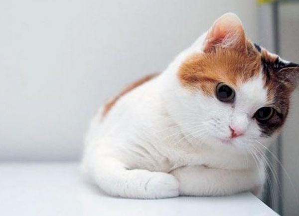养猫需要准备什么 养猫的注意事项