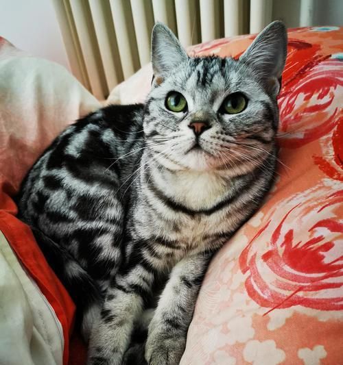 怎样养护美短虎斑猫，让它健康快乐成长（从喂养、护理到训练，全面指南助你成为合格的美短虎斑猫主人）