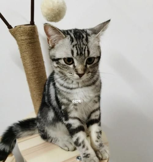 怎样养护美短虎斑猫，让它健康快乐成长（从喂养、护理到训练，全面指南助你成为合格的美短虎斑猫主人）