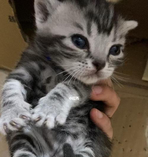 怎样养护美短虎斑猫，让它健康快乐成长（从喂养、护理到训练，全面指南助你成为合格的美短虎斑猫主人）