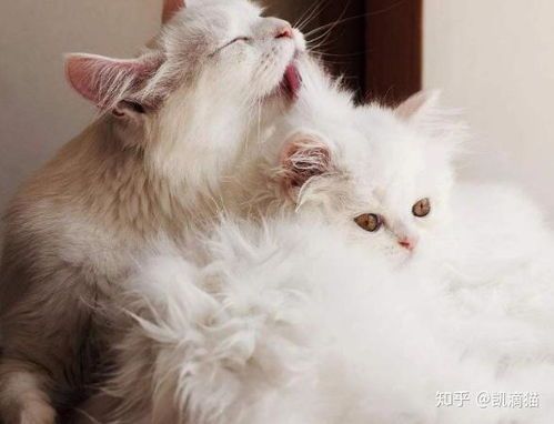 夏日宠物养护，猫咪健康攻略