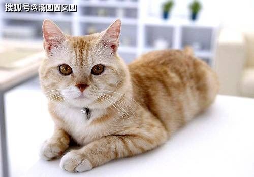 宠物小猫成长规律与养护指南