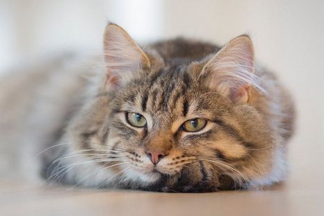 猫咪