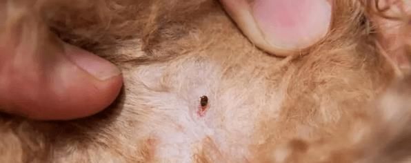 为什么你的猫咪需要带蚤圈（照顾宠物从细节开始）