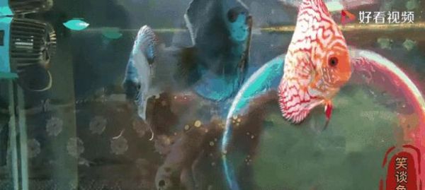 以七彩鱼缸养好，创造绚丽生态（打造七彩水族天地，）