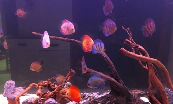 以七彩鱼缸养好，创造绚丽生态（打造七彩水族天地，）