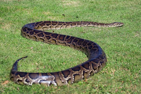 Python 