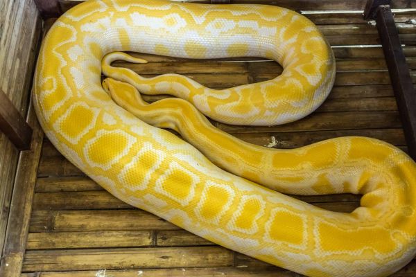 Python 