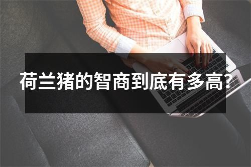 荷兰猪的智商到底有多高？
