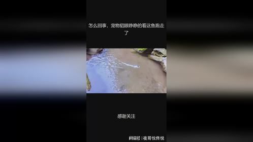 怎么回事，宠物貂眼睁睁的看这鱼跑走了