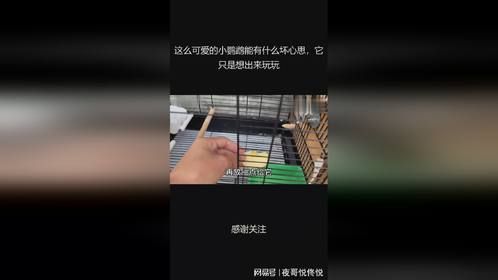 这么可爱的小鹦鹉能有什么坏心思，它只是想出来玩玩