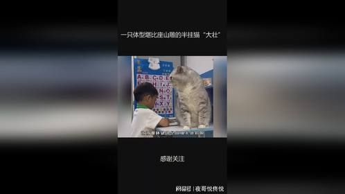 一只体型堪比座山雕的半挂猫“大壮”