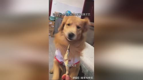 狗子吃小鱼干之前，还得表演才艺