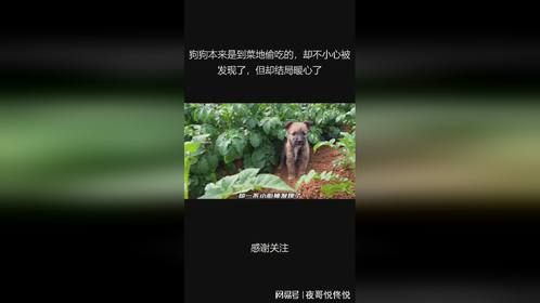 狗狗本来是到菜地偷吃的，却不小心被发现了，但却结局暖心了