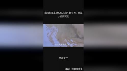 宠物貂在水里和鱼儿们斗智斗勇，拿捏小鱼死死的