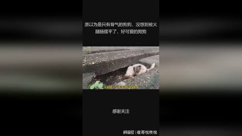 原以为是只有骨气的狗狗，没想到被火腿肠摆平了，好可爱的狗狗