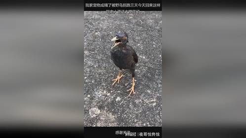 我家宠物成精了被野鸟拐跑三天今天回来这样跟主人说话太搞笑了