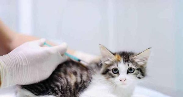 宠物猫咪的重要疫苗（全面保护宠物健康）