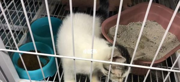 如何妥善保存猫咪疫苗（宠物健康重要性）