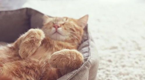 猫咪疫苗费用多少?一般宠物医院收费如何?