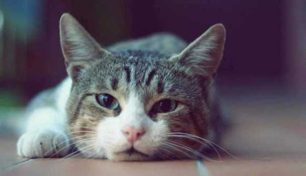 猫咪疫苗费用多少?一般宠物医院收费如何?