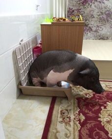 训练宠物猪正确排泄。