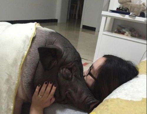 训练宠物猪正确排泄。