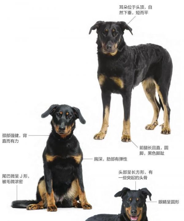 大型犬中哪些品种更易训练且听话？如何培养它们的这些品质？