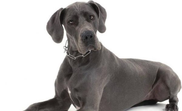 大型犬中哪些品种更易训练且听话？如何培养它们的这些品质？