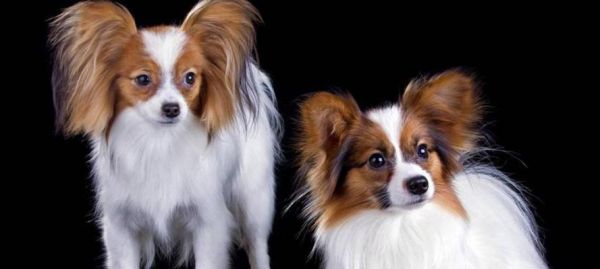大型犬中哪些品种更易训练且听话？如何培养它们的这些品质？