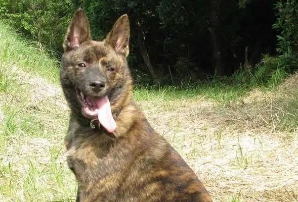 帅气的长毛大型犬品种有哪些？这些犬种的饲养需要注意什么？
