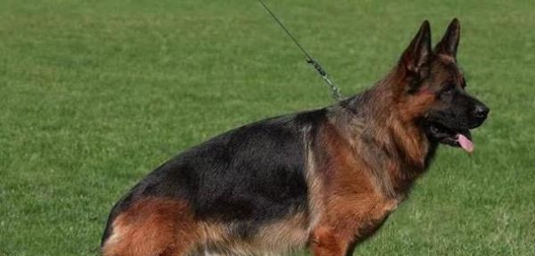 帅气的长毛大型犬品种有哪些？这些犬种的饲养需要注意什么？