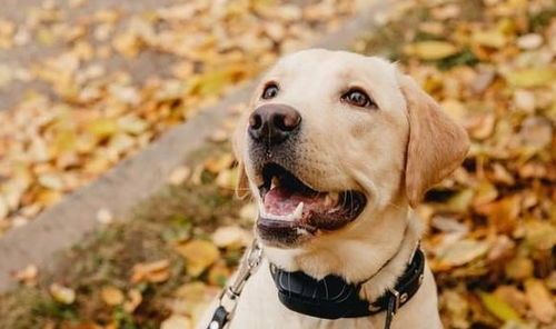 大型犬训练攻略，轻松养出贴心宠物！