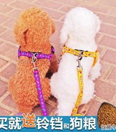 训练大型犬,宠物化攻略,一步到位!
