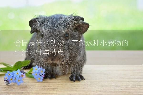 仓鼠是什么动物，了解这种小宠物的生活习性与特点