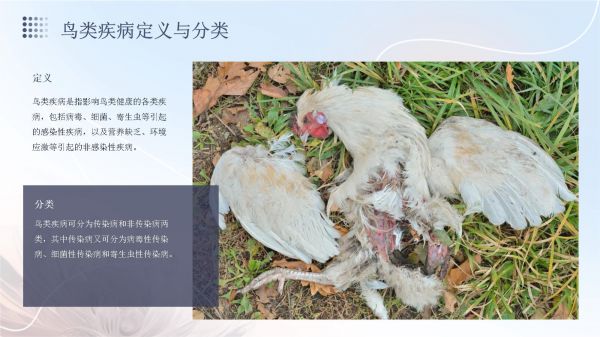 鸟类疾病防治知识讲座_第4页