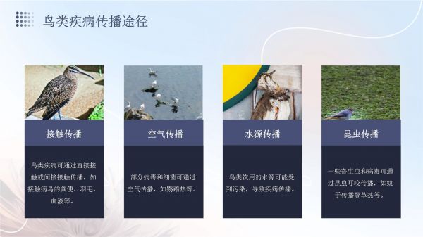 鸟类疾病防治知识讲座_第5页