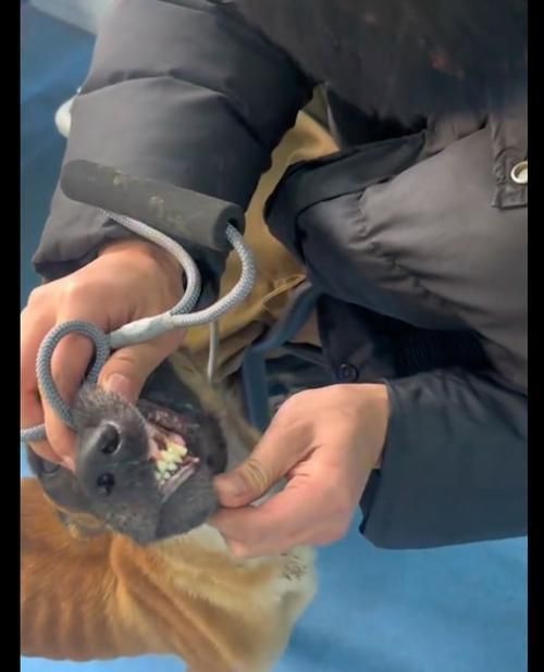 小马犬的饮食需求——从幼崽到成犬（小马犬的饮食需求及注意事项，让您的宠物健康成长）